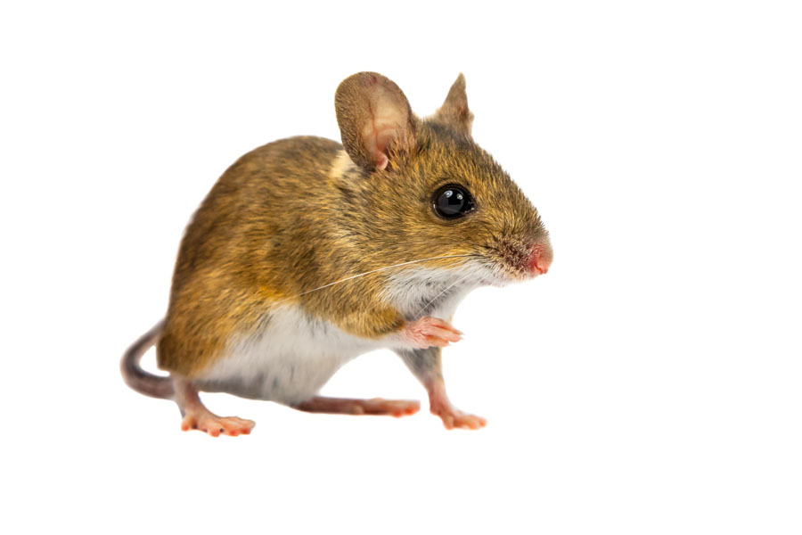 Pest Control mice