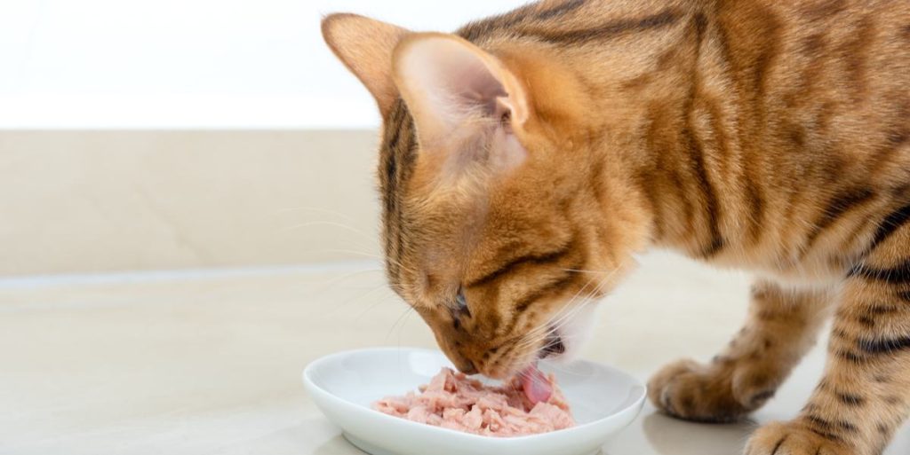 Hypoallergenic Cat Food
